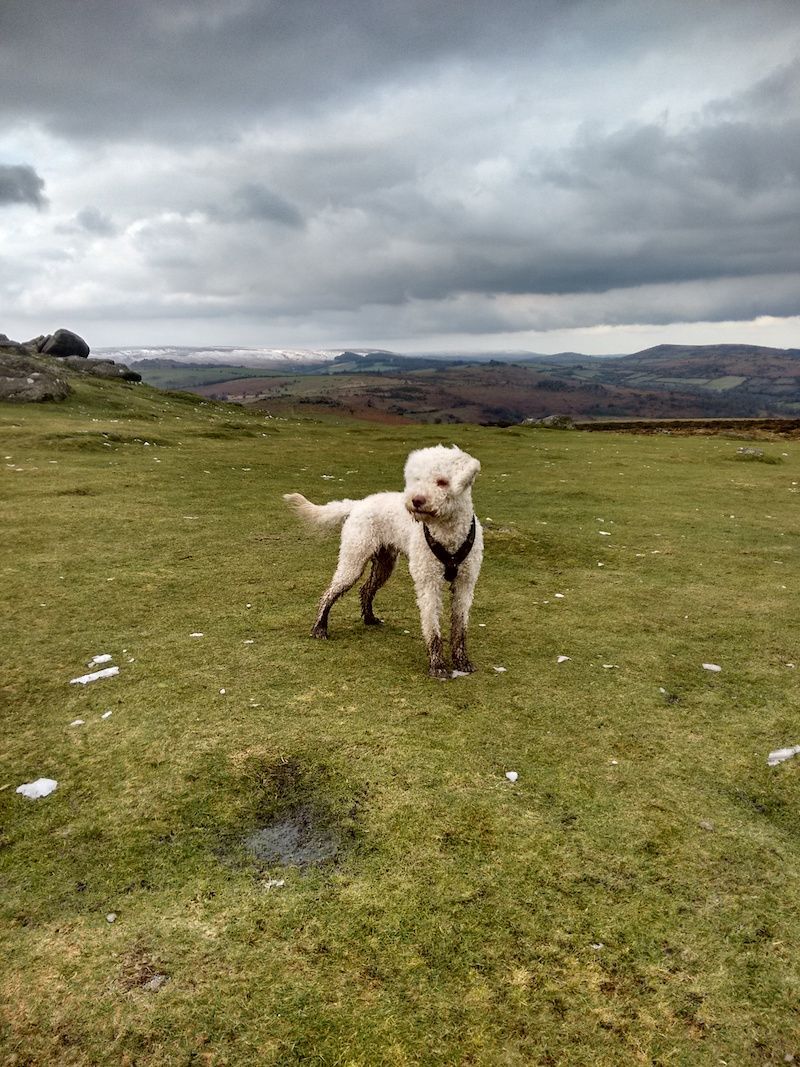 A real life lagotto. Credit: Anke Büter and Najko Jahn (Exeter)